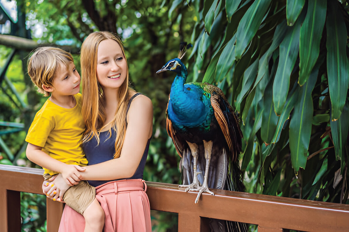 Peacock as an emotional support animal
