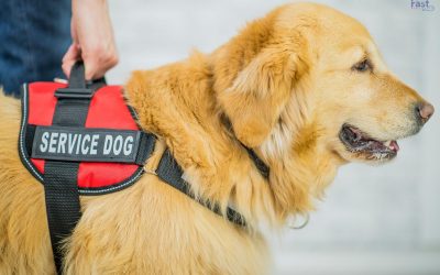 How to Get a Service Dog for ADHD in 2025?