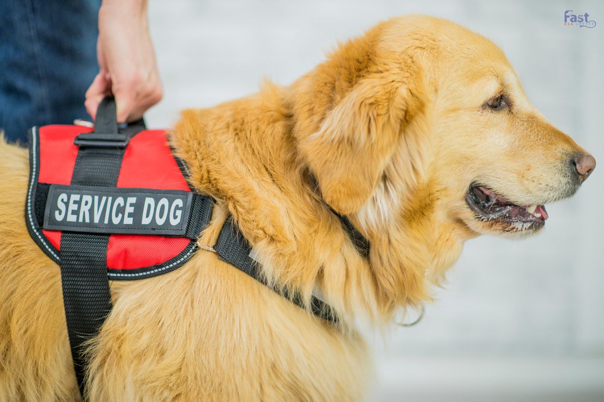 Service Dog For ADHD